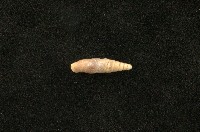 藏品(似謝氏煙管蝸牛)的圖片